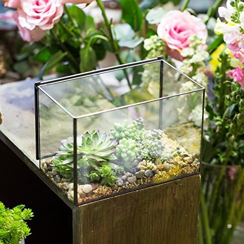 NCYP 6.7 x 4 x 4.8 Inch Small Glass Terrarium Planter with Lid, Clear Glass Box Container for Succulents, Air Plant, Moss, Ferns, Cactus