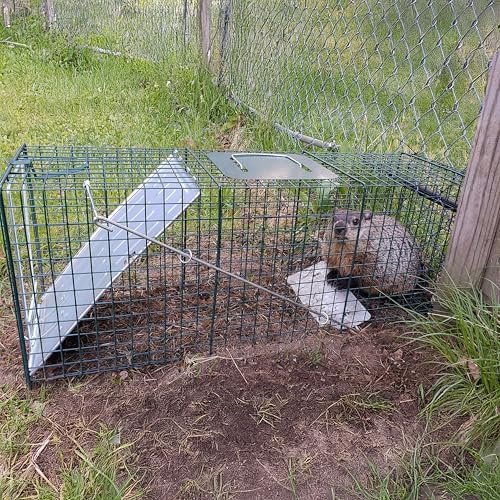 HOMESTEAD Heavy Duty Live Trap - Professional Style One-Door Live Animal Traps for Rabbit, Squirrel, Possum, Skunk, Kitten, Mink Small