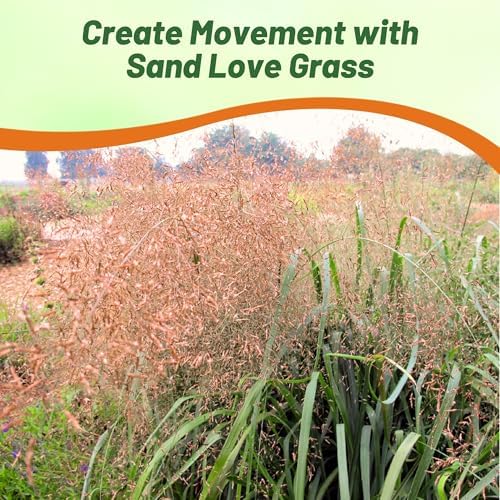Outsidepride 500 Seeds Perennial Eragrostis Spectabilis Ornamental Love Grass Seed for Planting