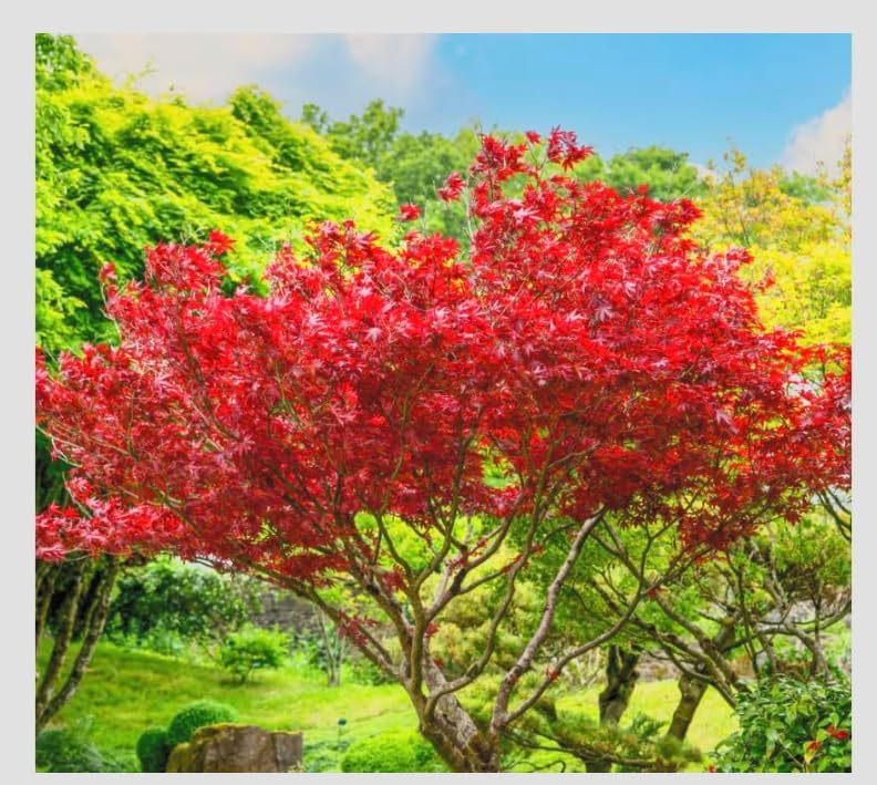 Bloodgood Red Japanese Maple Tree - 2 Year Live Plant - Acer palmatum 'Bloodgood' by - Japanese Maples and Evergreens