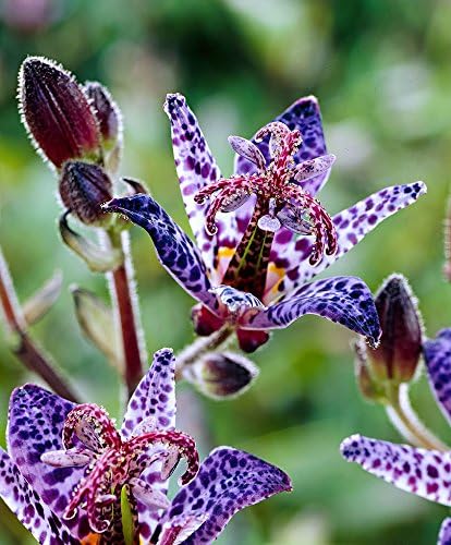 Blue Wonder Toad Lily (Hardy Japanese Lily) 1/pkg