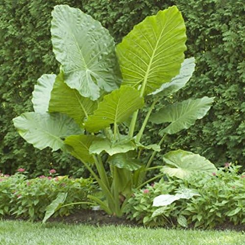 1 Elephant Ear -Colocasia esculenta- Give your garden a tropical look