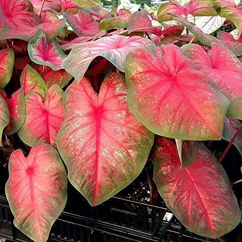 Caladium,Tequila Sunrise, 3 Bulbs Fancy Leaf Elephant Ears