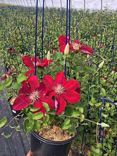 Raymond Evison Clematis - Clematis Giselle (Clematis) Perennial, pink flowers, 8`` - Size Container