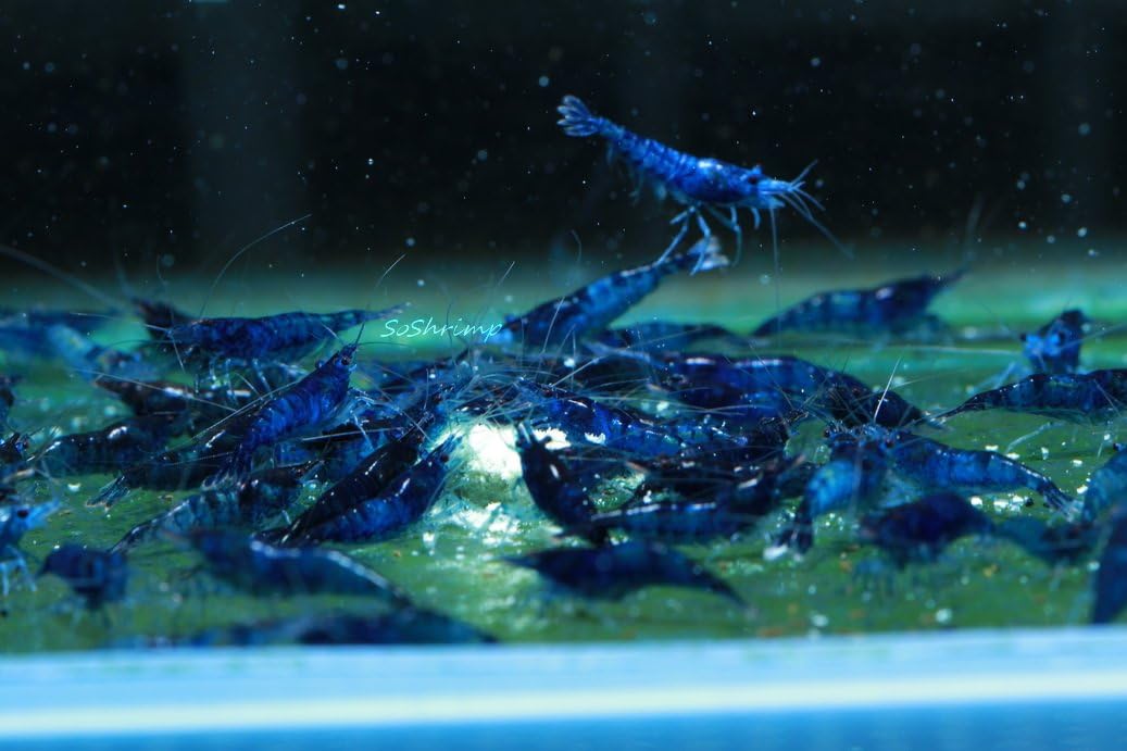 Live Freshwater Aquarium Shrimp - Neocaridina (Red Cherry, 5 Pack)