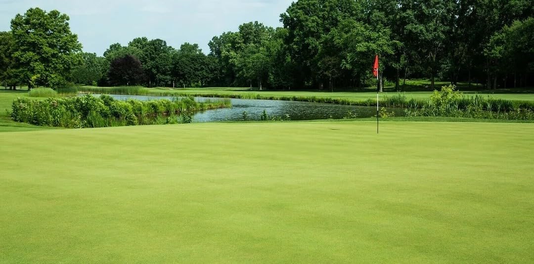 Creeping BentGrass Seeds, 1 Pound