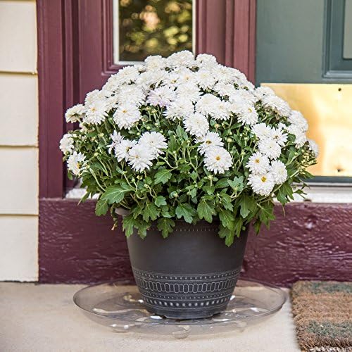 Gardener's Blue Ribbon 16 Inch Saucer Plus SP16