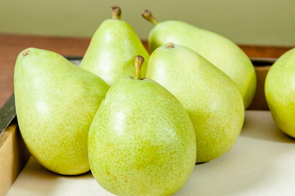Orient PEAR Tree - Size: 3-4 ft, Live Plant, Includes Special Blend Fertilizer & Planting Guide