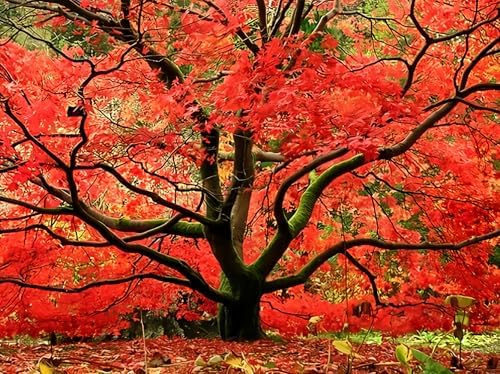 Red Japanese Maple - Live Plant 2-3 feet Tall - Deep Red Leaves