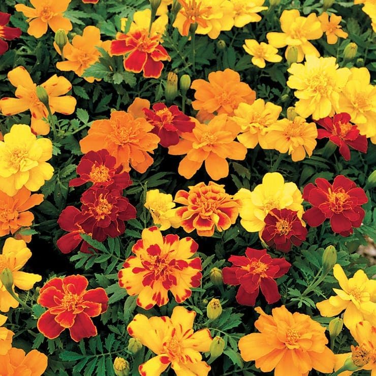 Park Seed Whopper Mix Marigold Flower Seeds – Giant 4-Inch Double Blooms in Yellow, Gold & Orange, Compact and Weather-Resistant Plants, Easy to Grow for Beds or Containers – Pack of 25