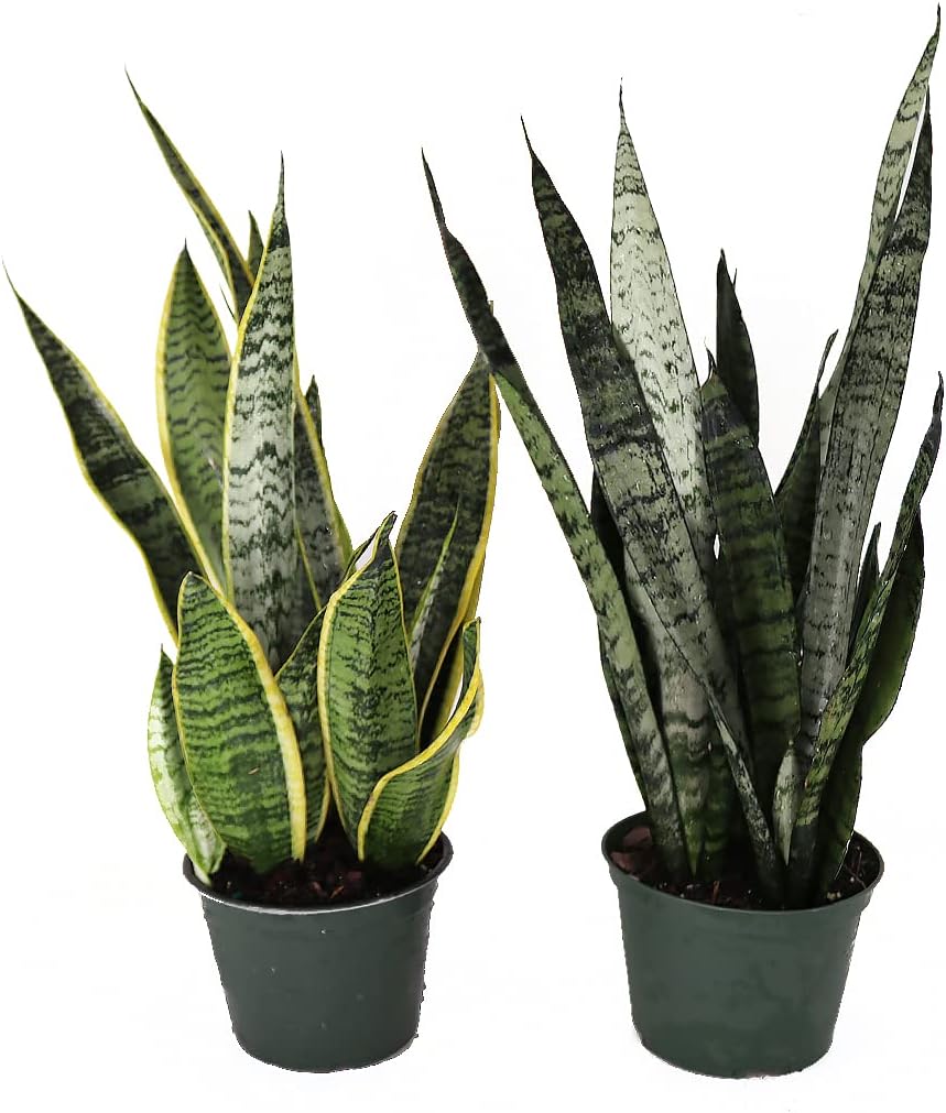 American Plant Exchange Snake Plant – Medium 6-Inch Pot Yellow Sansevieria Trifasciata, Drought-Tolerant, Air-Purifying Live Houseplant for Home