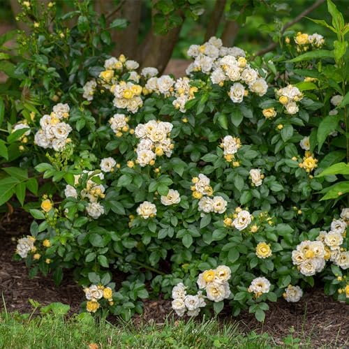 Drift 2 Gal. Popcorn Rose Shrub