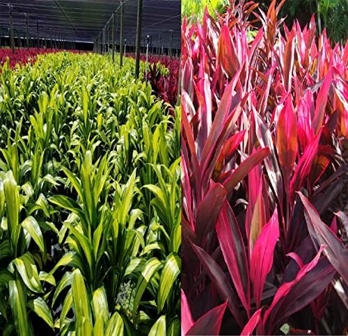 Red & Green Hawaiian "Good Luck" Ti Plant Starter Logs