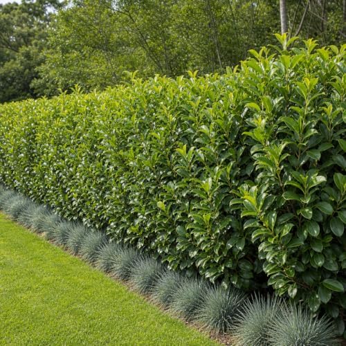 Viburnum Odoratissimum | 20 Live Plants | Fast Growing Shrub, Dense Evergreen Foliage, Fragrant White Flowers, Privacy Hedge, Low Maintenance, Drought Tolerant, Year-Round Interest