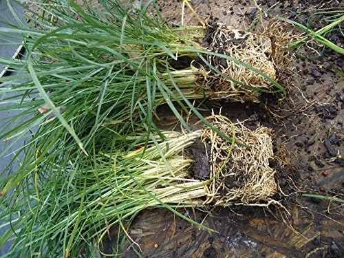 New and Healthy Standard MONDO GRASS -- 100 bare-root starts -- Border Plant -- Groundcover