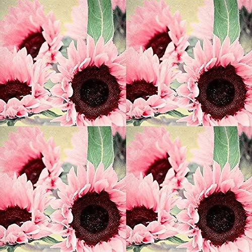 15 Iris Tectorum Rose Sunflower Seeds to Plant – Pink Sunflowers, Edible Flower Seeds