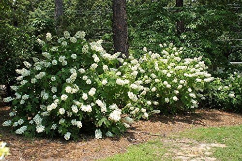 Oakleaf Hydrangea Seed - Hydrangea Quercifolia, 1000 Seeds | Showy Fall Color, Hardy to Zone 5, Native Plant from United States, Outdoor Usage