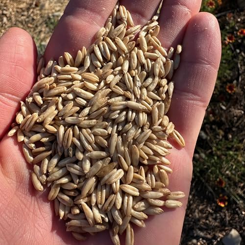 All Good Things Organic Hard Red Spring Wheat Seeds for Planting: 200 Count | Classic Bread-Baking Wheat, High-Protein Hard Red Kernels, Homestead Grain Plot Staple, Doubles as Cover Crop, Non-GMO