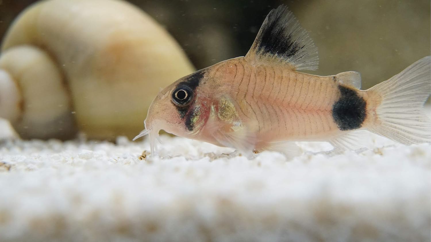 5 Panda Corydoras, Panda Corycats, Cute Freshwater Aquarium Catfish