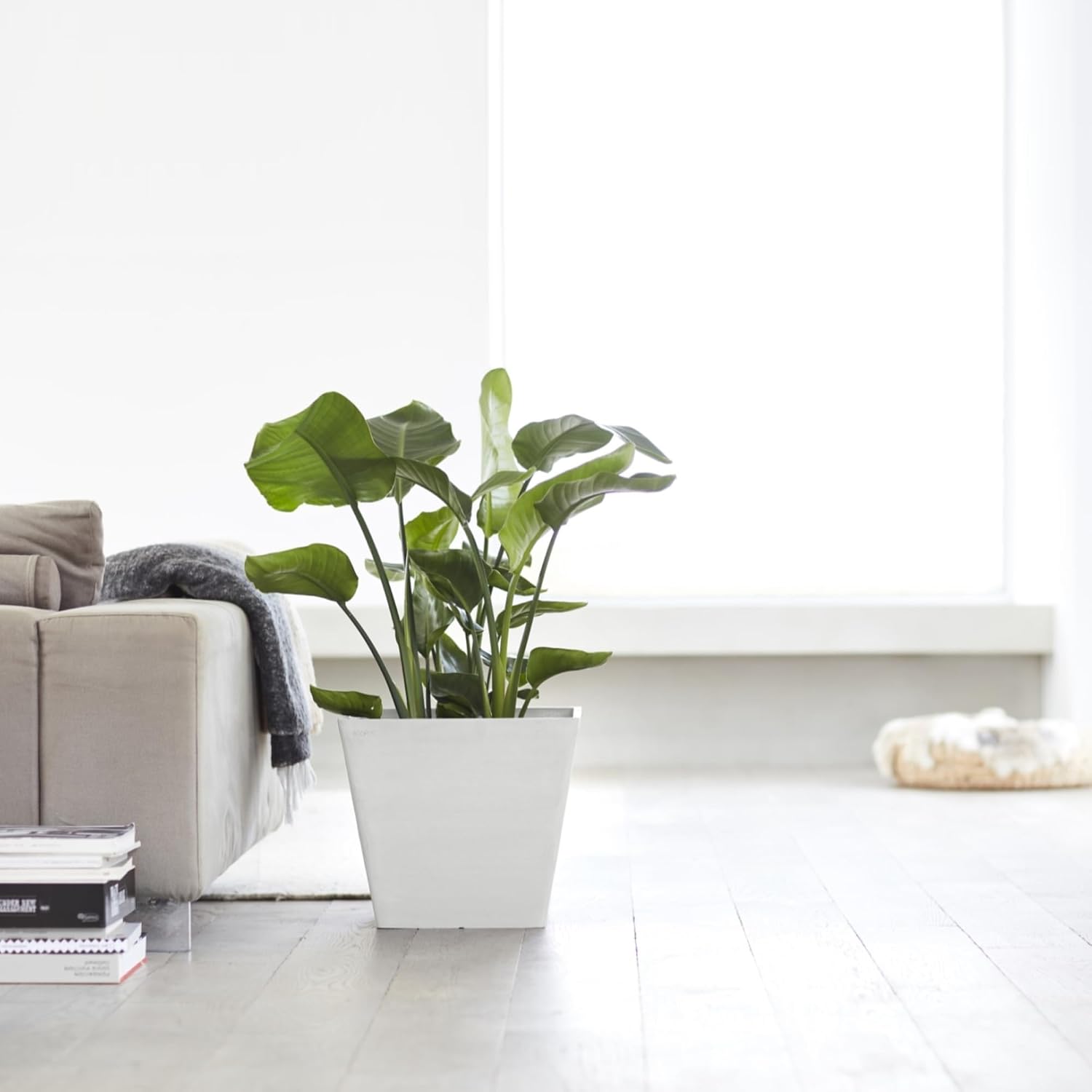 Ecopots Rotterdam Square Flower Planter, White Grey, 8" | Modern Style, Durable Recycled-Based Composite Construction, Weather and UV-Resistant, for Indoor/Outdoor Use