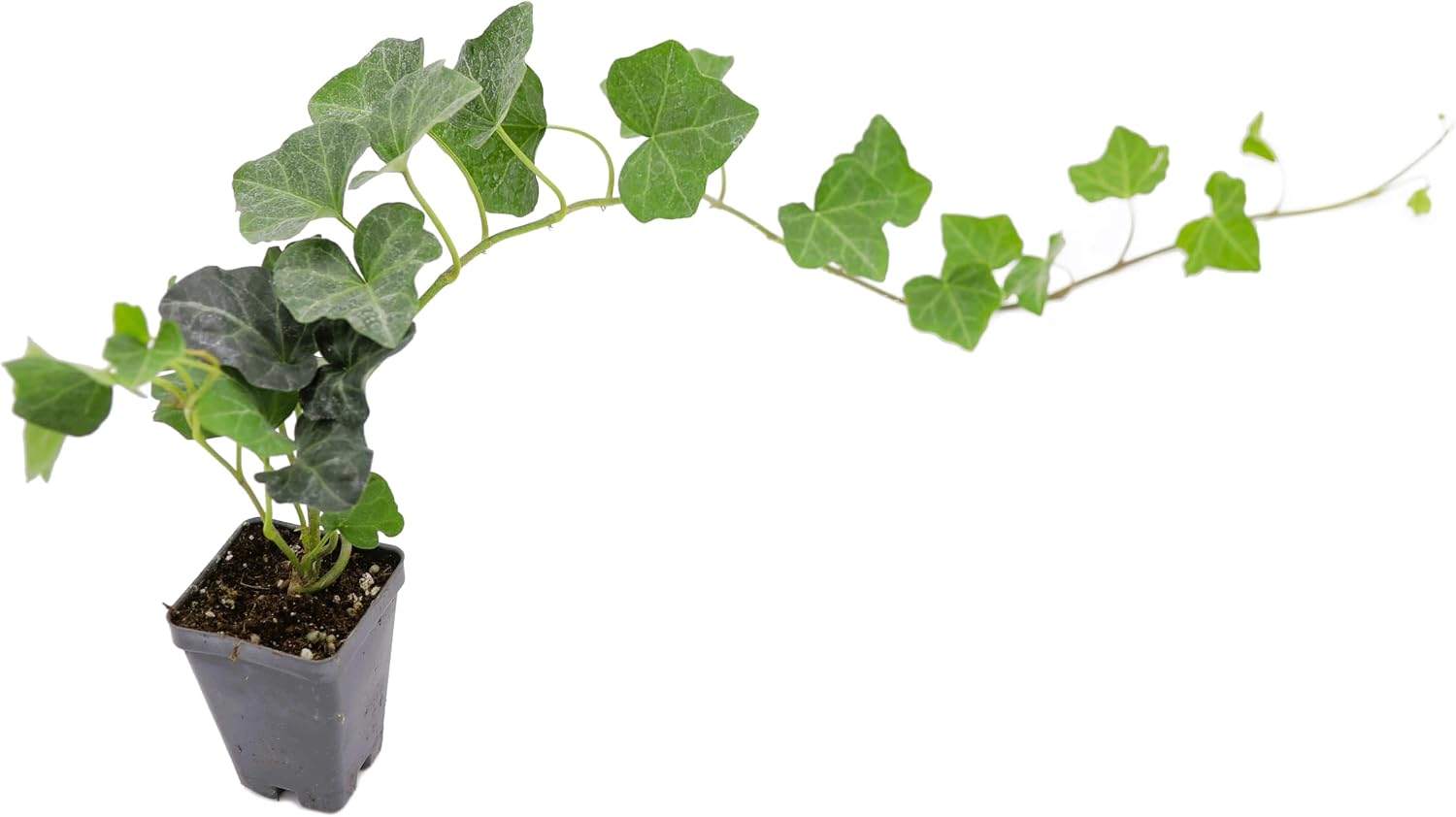 Live Ground-Cover Plants - Pachysandra Terminalis + Japanese Spurge - [Qty: 25 Bare Roots] - (Click for Other Available Plants/Quantities)