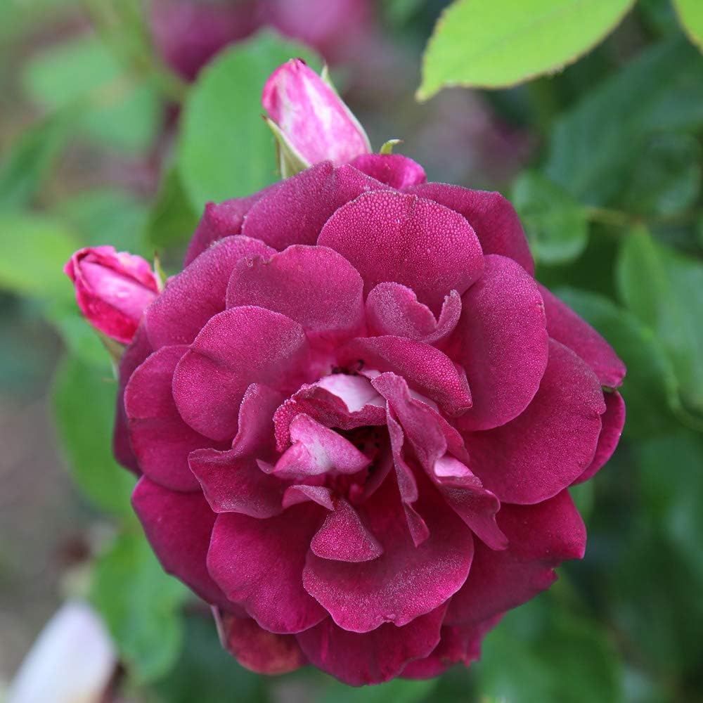 Heirloom Shrub Roses, Live Own Root Plant, Burgundy Iceberg™