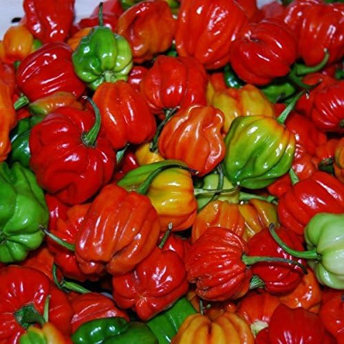Sweet/Perennial Sweet Pepper Aji Dulce #2" Venezuelan Heirloom (100 Seeds) Sweet, Flavorful - Rare