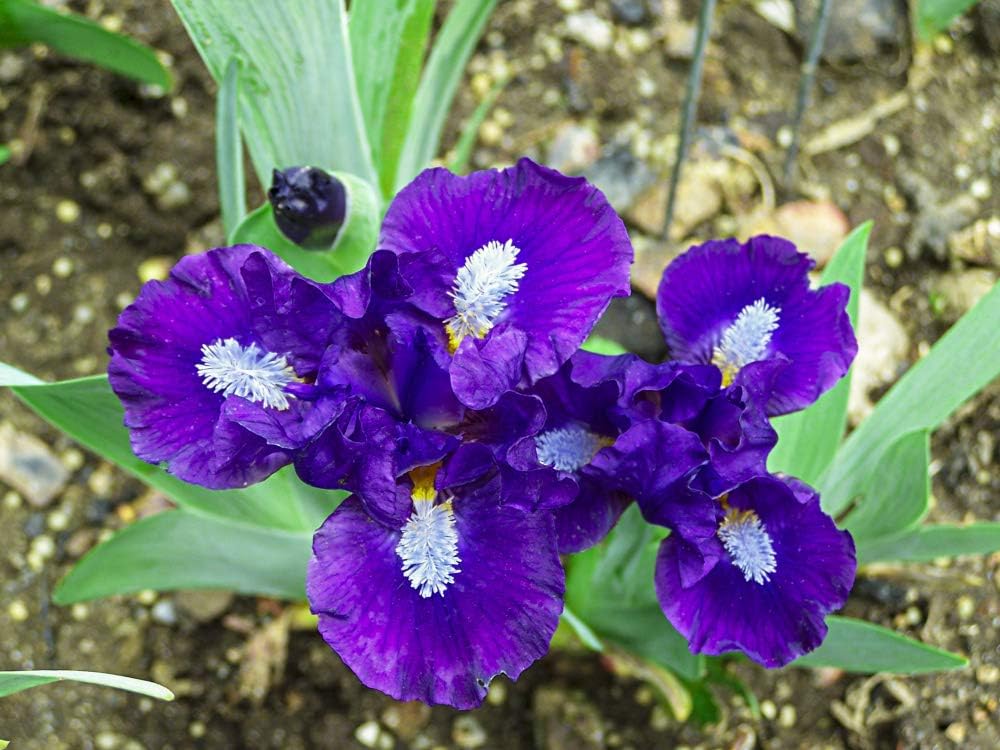 Breck's Bulbs and Perennials Trajectory Dwarf Bearded Iris, Live Bareroot Plant, Purple and White Flowers (1-Pack)