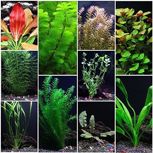 10 Species Live Aquarium Plants Package - Microsorum Java Fern, Swords, Vallisneria and More!