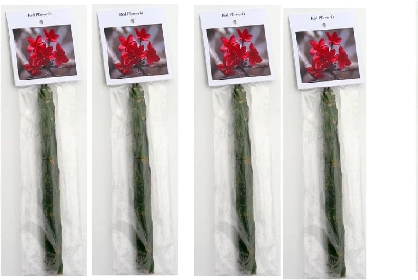 Red Hawaiian Plumeria Cuttings 4 Pk – 11-Inch Unrooted Stem from Big Island Hawaii – Easy to Root, Fragrant Tropical Blooms – for Gardens