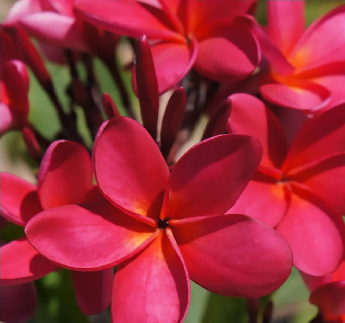 Hawaiian Frangipani Plumeria Tree Plant Cuttings 4Pk H5 Discount Hawaiian Gifts