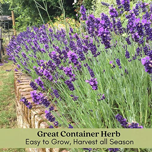 Clovers Garden French Lavender Herb Plant Two (2) Live Plants Non-GMO Each 4" to 8" Tall in 4" Pots - Everblooming, Mild Scent, Dries Well