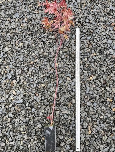 Bloodgood Red Japanese Maple Tree - 2 Year Live Plant - Acer palmatum 'Bloodgood' by - Japanese Maples and Evergreens