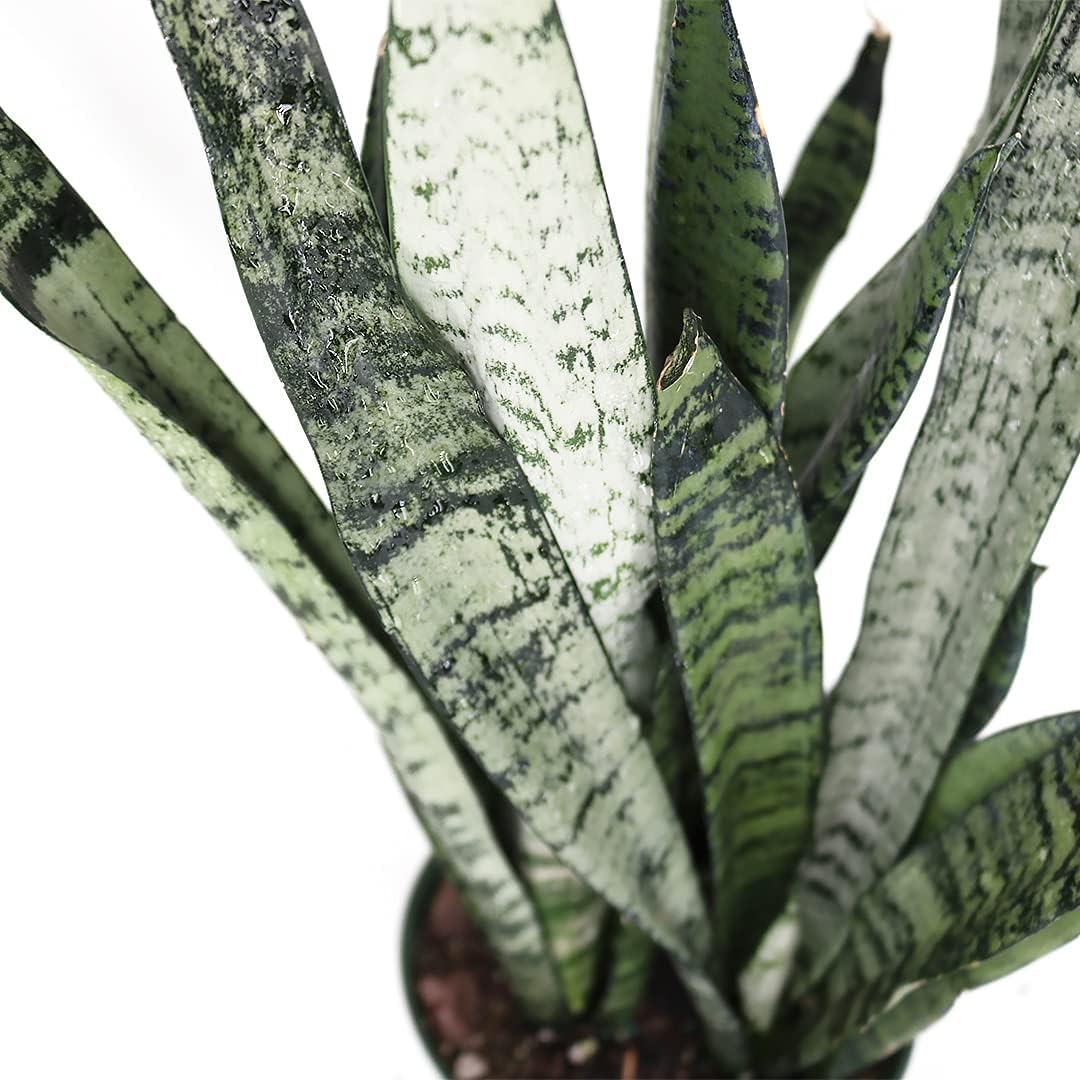 American Plant Exchange Snake Plant – Medium 6-Inch Pot Yellow Sansevieria Trifasciata, Drought-Tolerant, Air-Purifying Live Houseplant for Home