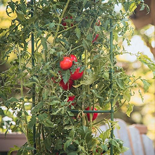 Gardener's Blue Ribbon 3-Pack Ultomato Tomato Plant Cage, Black, Model Number: TMC3PACK
