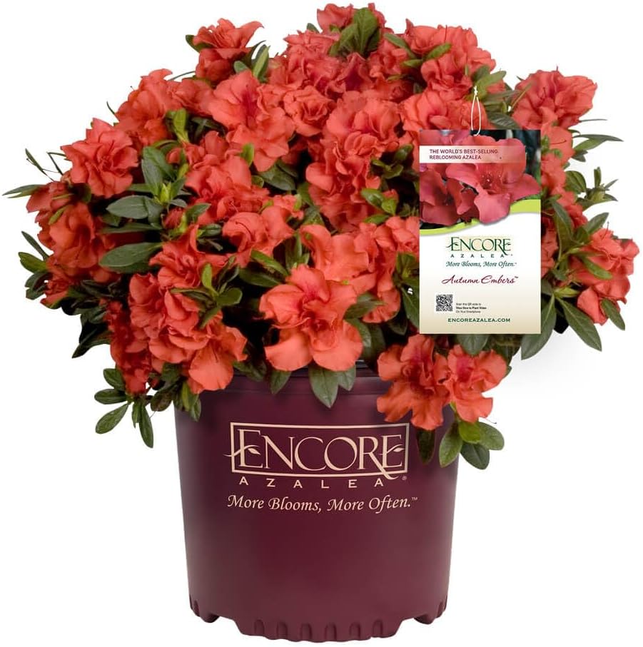 Encore Azalea Autumn Embers (1 Gallon) Red - Orange Flowering Shrub - Full Sun Live Outdoor Plant