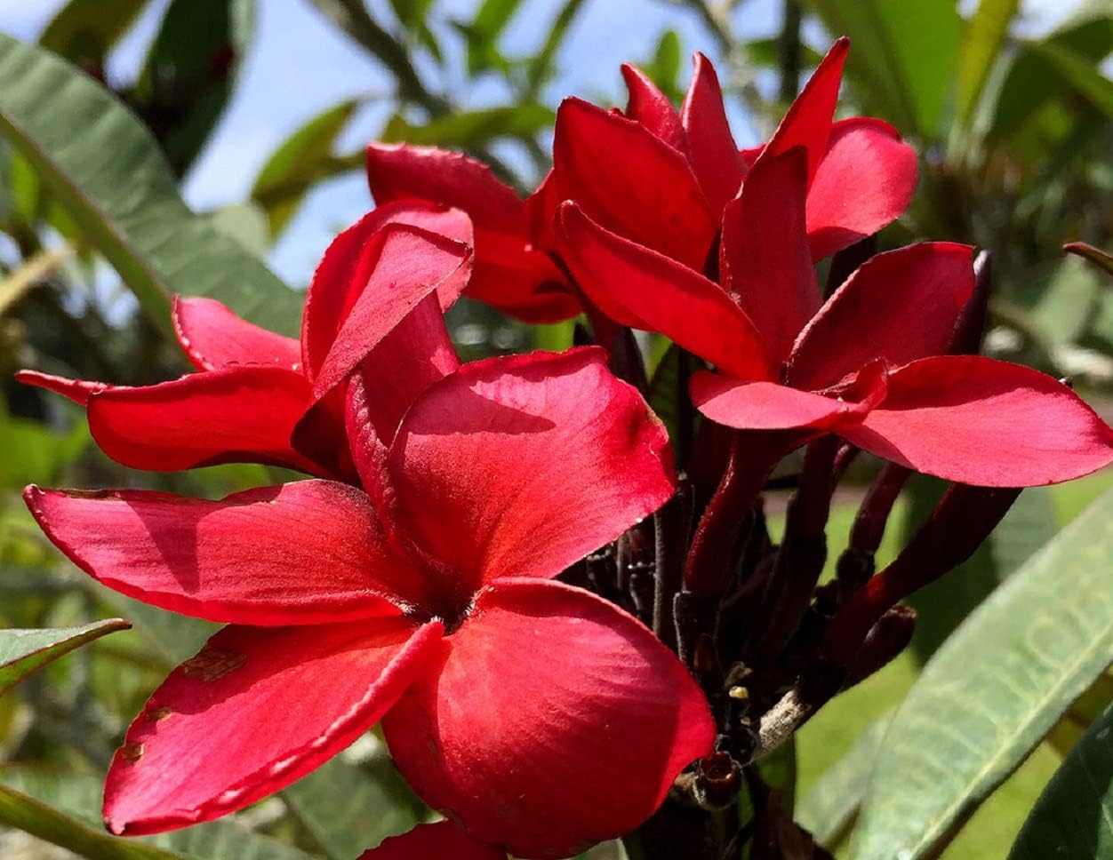 4 Mixed Colors Hawaiian Plumeria Plant Cuttings – 11-Inch East to Root | Red, Yellow, White