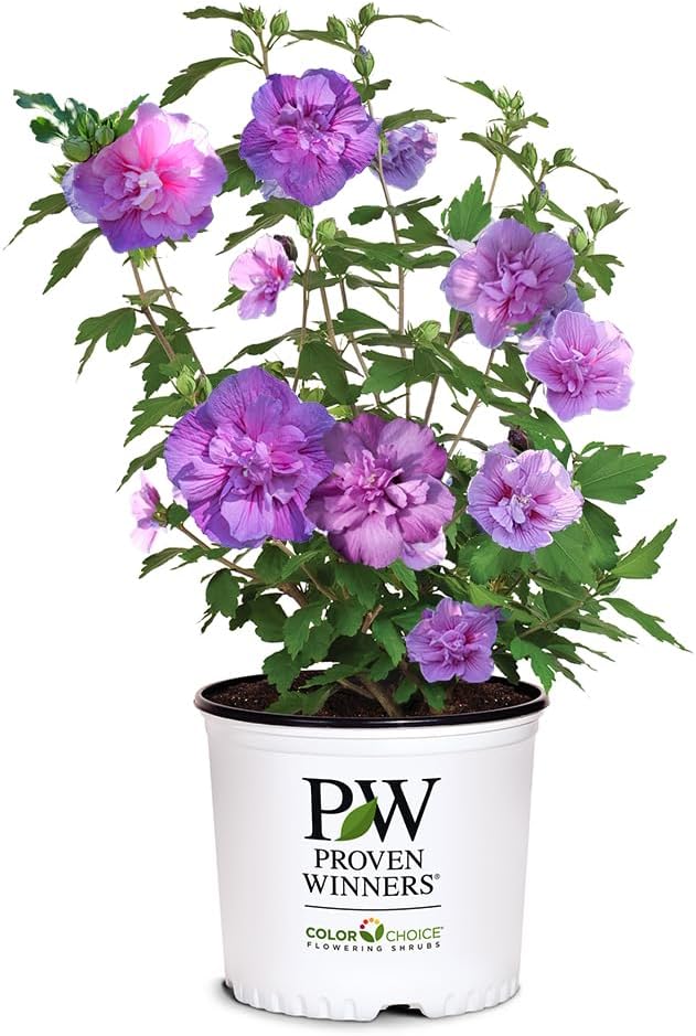Proven Winners 2 Gal. Dark Lavender Chiffon Rose of Sharon (Hibiscus) Shrub