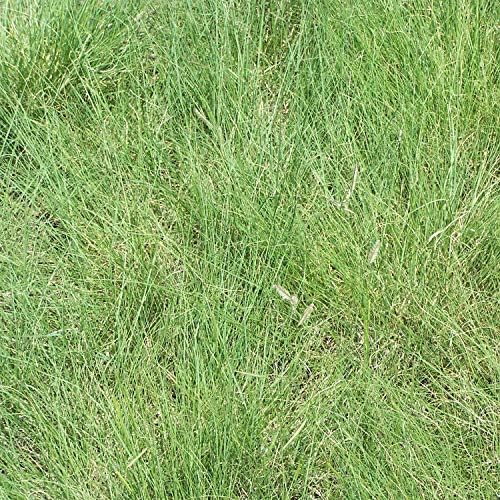 Outsidepride Blue Grama Native Grass Seed - 1 lb. Perennial, Drought Tolerant & Low Maintenance, Pasture Seeds for Planting Densely Tufted Leaves
