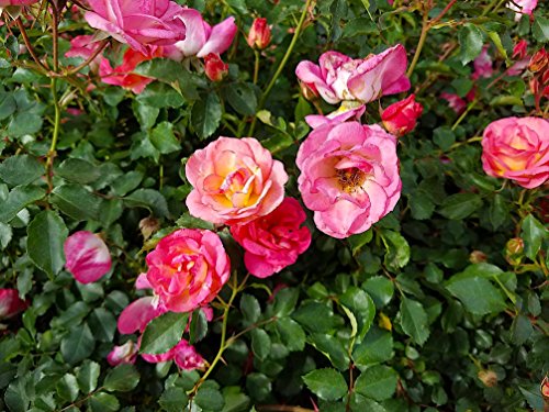 Nelson Plant Food for All Acid Loving Plants In Ground Container Patio Food Huge Blooms Azalea Jasmines Roses Camellias Gardenias NutriStar 9-13-11 (4 lb.)