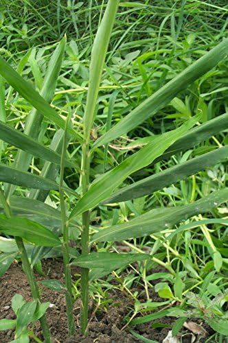 Live 10 Rhizomes of Edible Ginger Roots Zingiber Zingiber Officinale for Growing