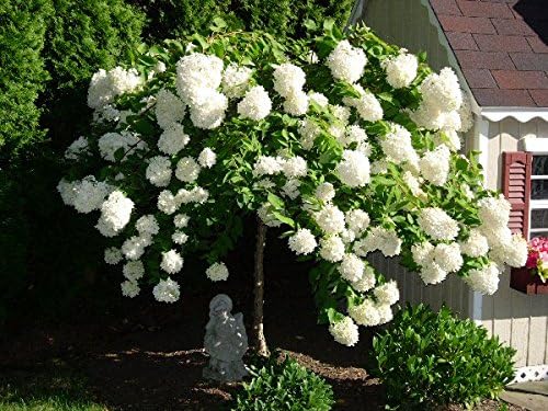 Unique Hydrangea Paniculata - Live Plant Shipped 2 Feet Tall by DAS Farms