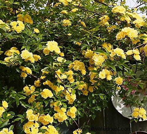 Lady Banks Yellow Climbing Rose - Live Plant - Quart Pot