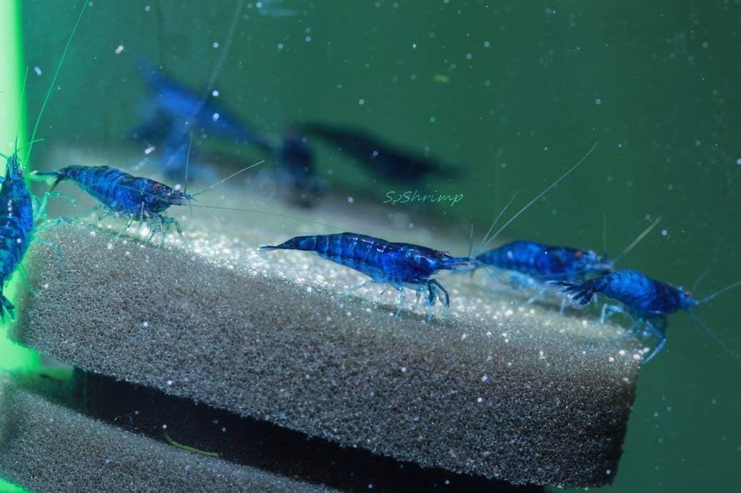 Live Freshwater Aquarium Shrimp - Neocaridina (Red Cherry, 5 Pack)