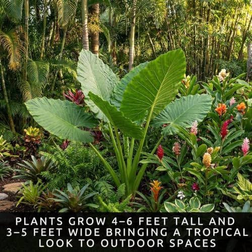 Giant Elephant Ear (3 Bulbs) Colocasia Esculenta - Beautiful Bulbs,tropical