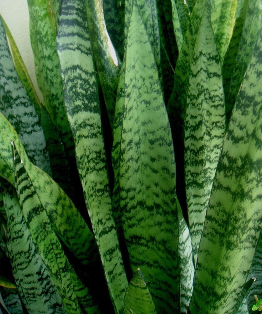 American Plant Exchange Snake Plant – Medium 6-Inch Pot Yellow Sansevieria Trifasciata, Drought-Tolerant, Air-Purifying Live Houseplant for Home