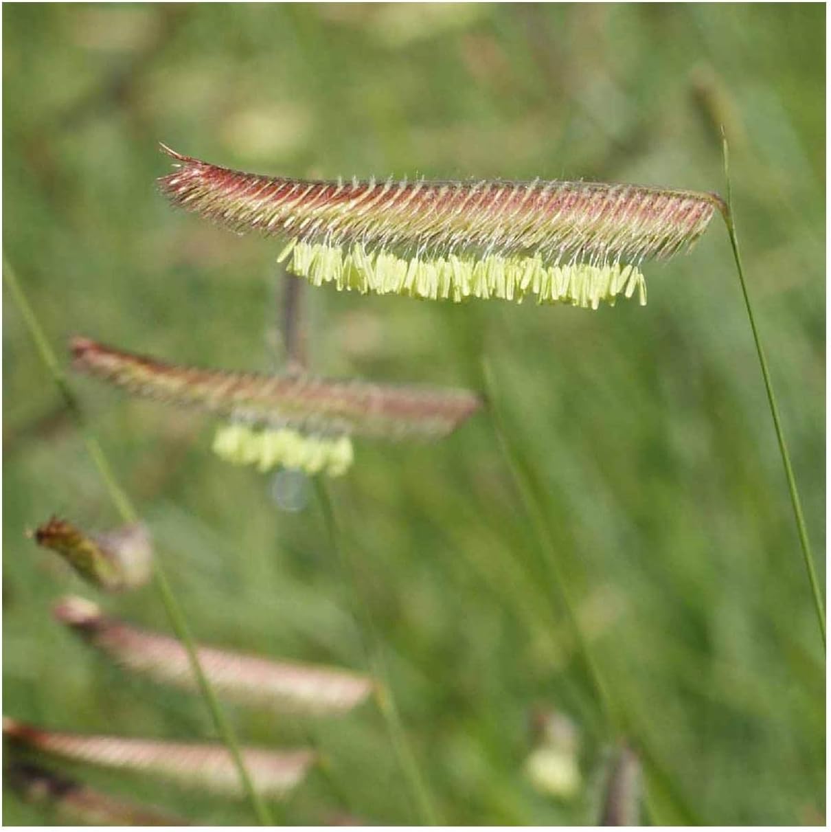 1000 Blue Grama Native Grass Seeds - Gold Vault Jumbo Seed Packet