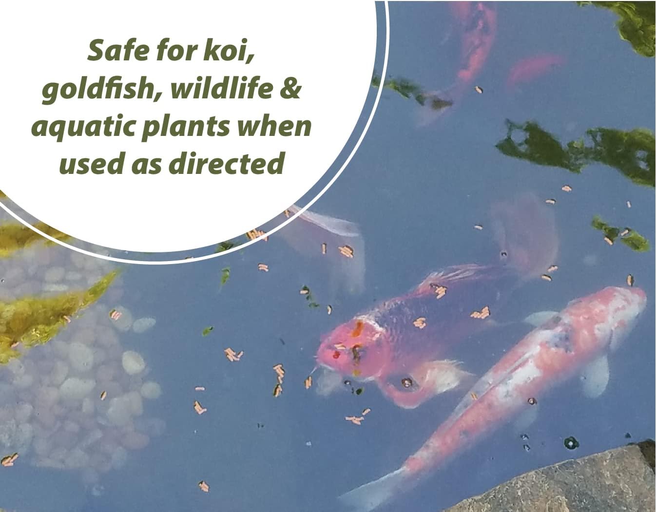 Bloom Buster Pond Algae Control - 16oz - Fast Acting Algaecide, Use in Fountains & Outdoor Ponds Containing Koi & Other Fish - EPA Registered