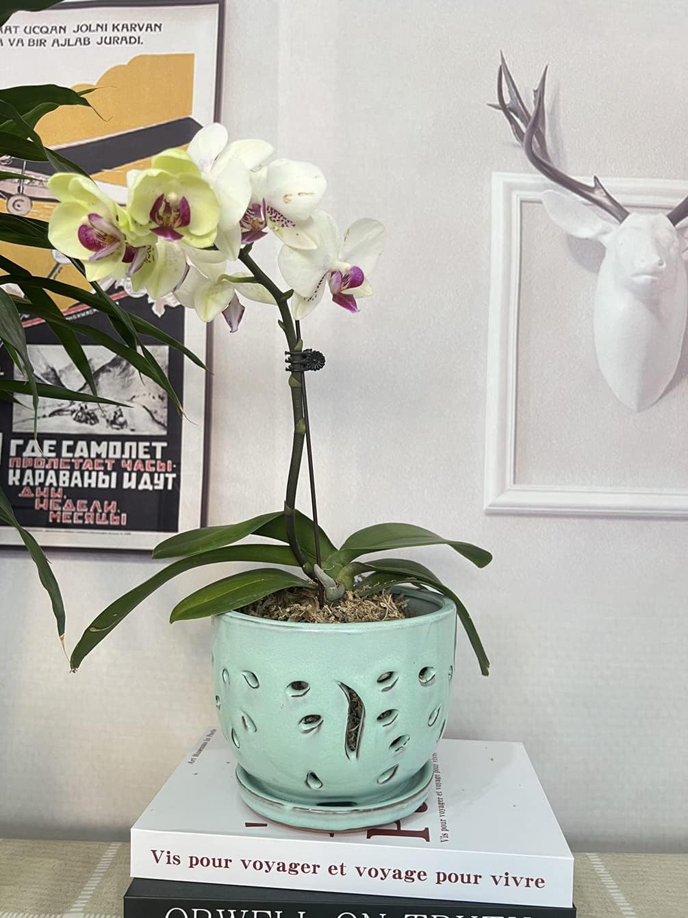 Orchid Pots with Holes Round Ceramic Flower Container Succulent Plant Planter Butterfly Pot Saucer Windowsill Contemporary Home Decoration (6 Inch