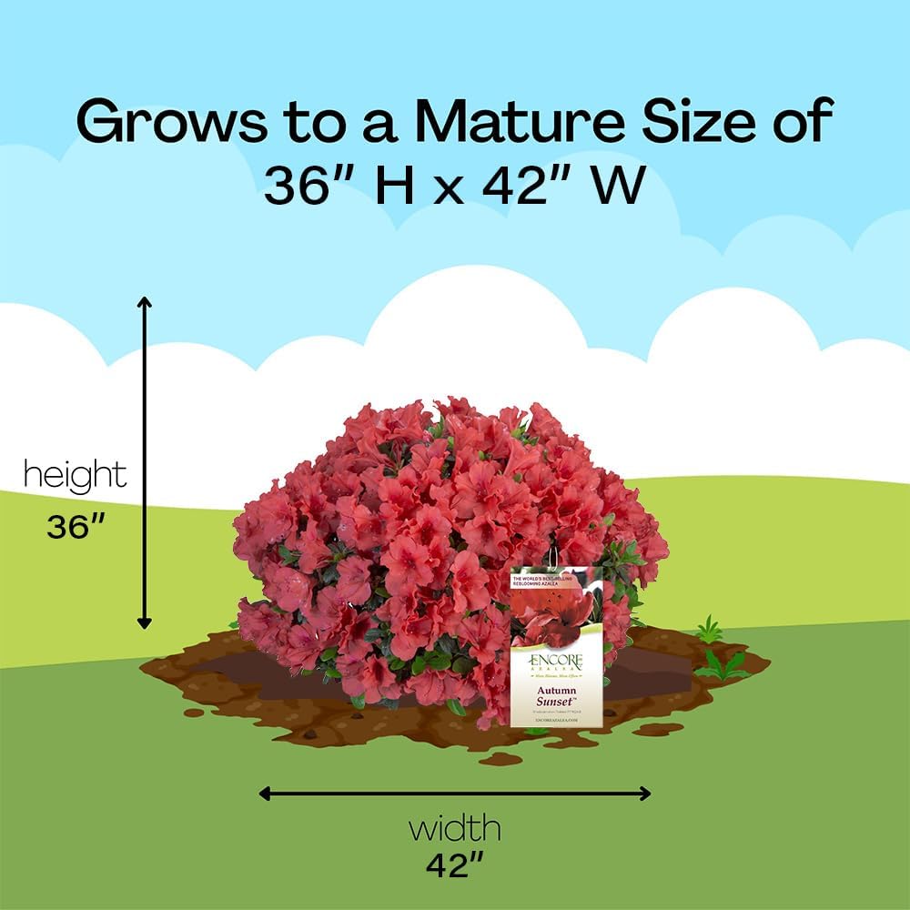 2 Gallon Encore Azalea Autumn Sunset Shrub